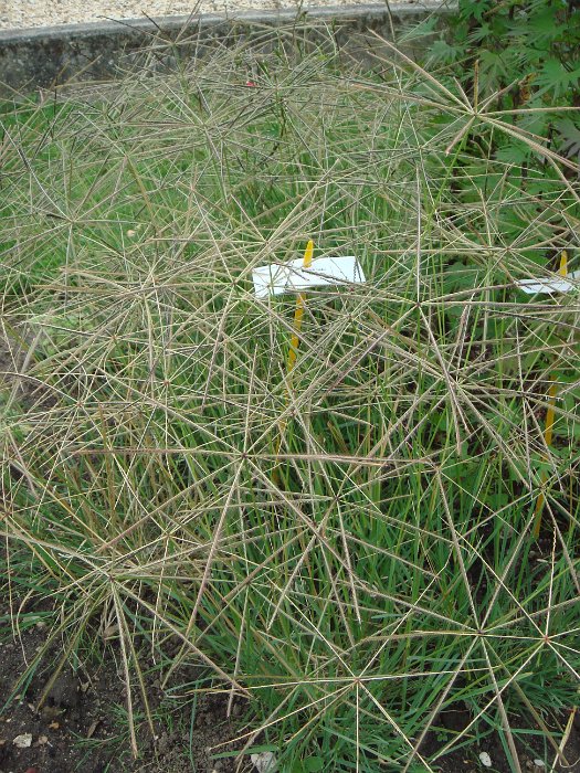 Chloris truncata 'Flying Star'